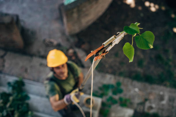 Professional Tree Removal in Oakland Park, FL