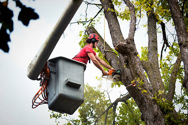 Best Arborist Consultation Services  in Oakland Park, FL